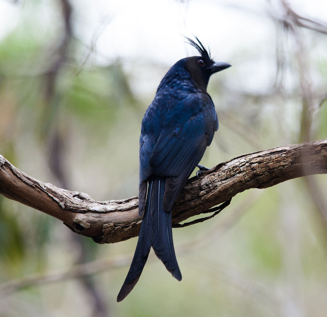 Crested Drongo in Kirindi forest You will find this bird all over Madagascar. Note though that only up close their beautiful blue feathers are revealed, which look black from a distance. Crested Drongo,Dicrurus forficatus,Kirindy Reserve,Madagascar