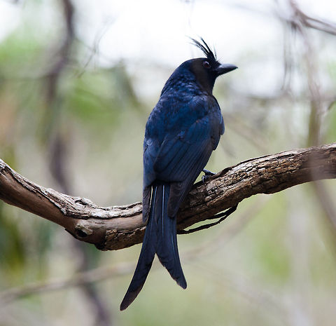Crested Drongo in Kirindi forest You will find this bird all over Madagascar. Note though that only up close their beautiful blue feathers are revealed, which look black from a distance. Crested Drongo,Dicrurus forficatus,Kirindy Reserve,Madagascar