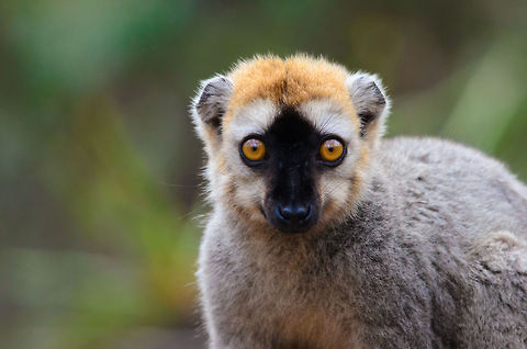 Red-fronted brown lemur in Kirindy forest With their typical, ultra curious stare :) Kirindy Reserve,Madagascar,Red-fronted brown lemur