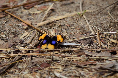 Yellow Pansy butterfly in Kirindi, Madagascar  Junonia hierta,Kirindy Reserve,Madagascar,Yellow Pansy