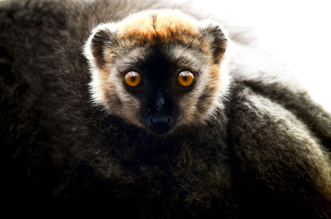 Red-fronted brown lemur hiding in mother's fur Here is a juvenile Red lemur in the Kirindi forest of Madagascar. We were able to get very close to this small troup of three lemurs. In my home I have this photo on the wall at poster size. Kirindy Reserve,Madagascar,Red-fronted brown lemur