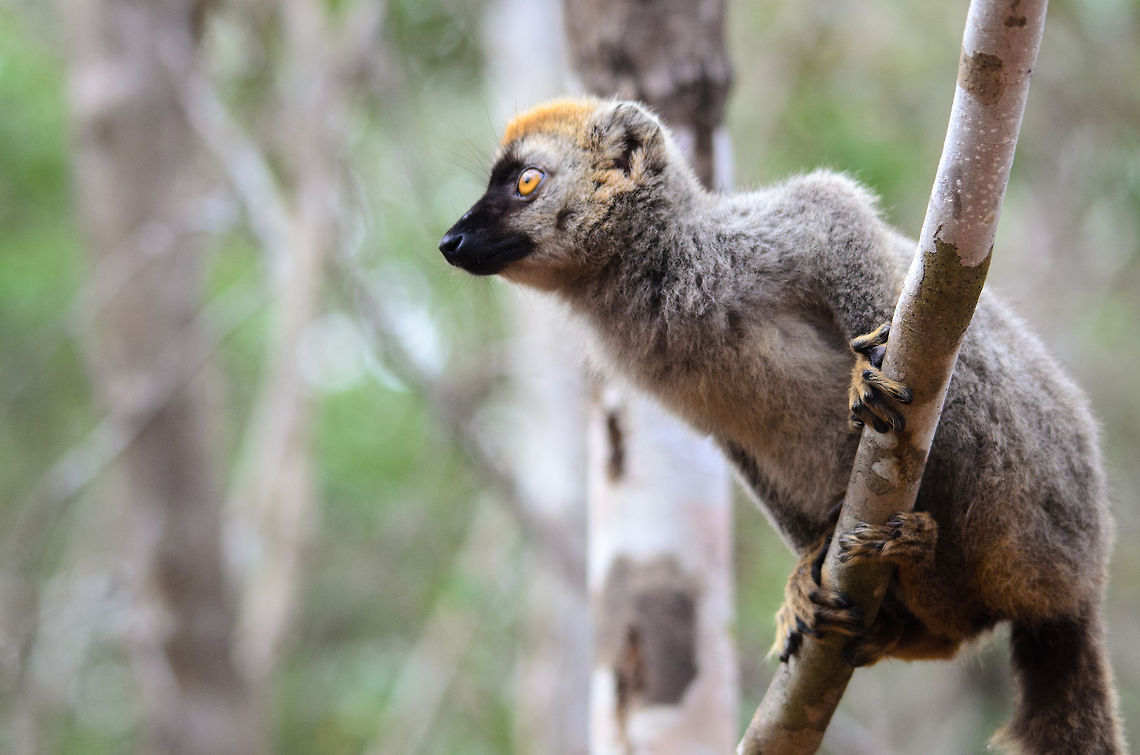Juvenile Red-fronted brown lemur balances on branch in Kirindi forest  Kirindy Reserve,Madagascar