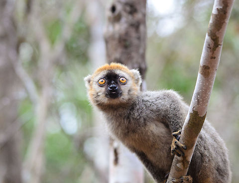 Curious Juvenile Red-fronted Brown Lemur in Kirindi forest  Eulemur rufifrons,Kirindy Reserve,Madagascar,Red-fronted brown lemur