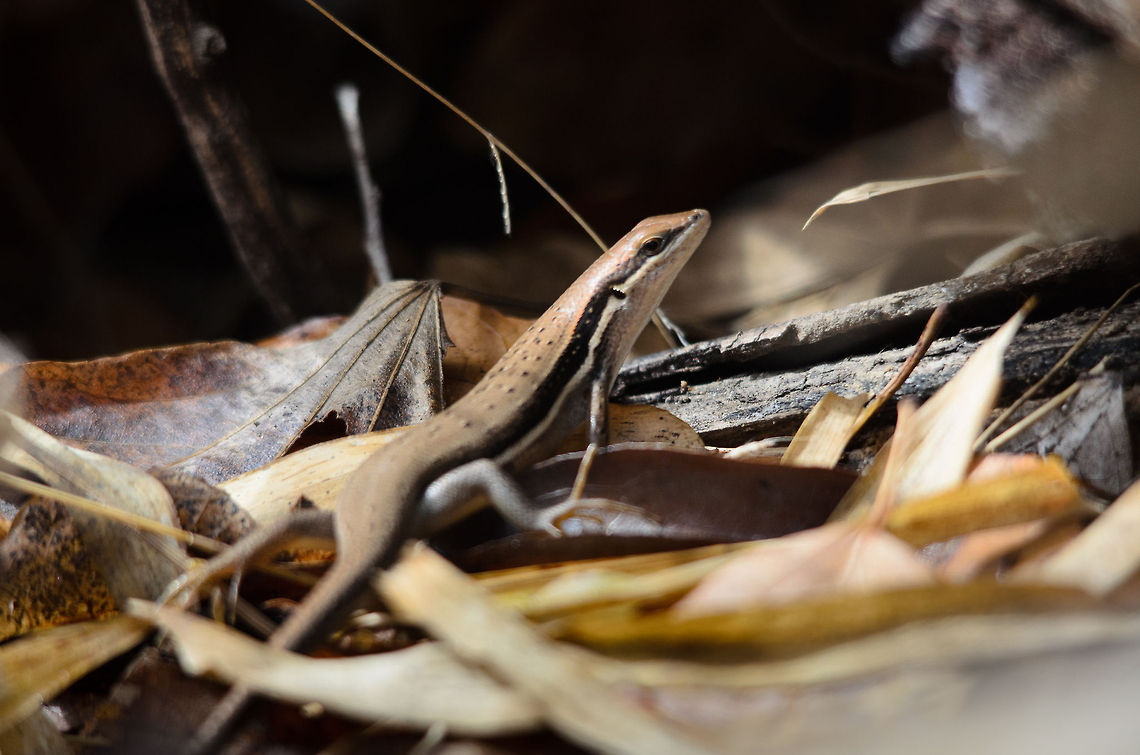 Elegant Mabuya, Madagascar skink in Kirindi Found on the forest floor of Kirindi, a relatively common skink in Madagascar, the Elegant mabuya. I had to capture it in a hurry as they are very quick, so the focus is a little off. Elegant Mabuya,Kirindy Reserve,Madagascar,Trachylepis elegans