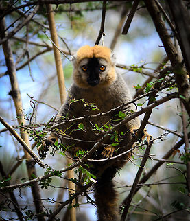 Red-fronted brown lemur This photo shows the amazing balancing skills of the Red lemur. They are in perfect balance and at peace on even the thinnest of branches. Eulemur rufifrons,Kirindy Reserve,Madagascar,Red-fronted brown lemur