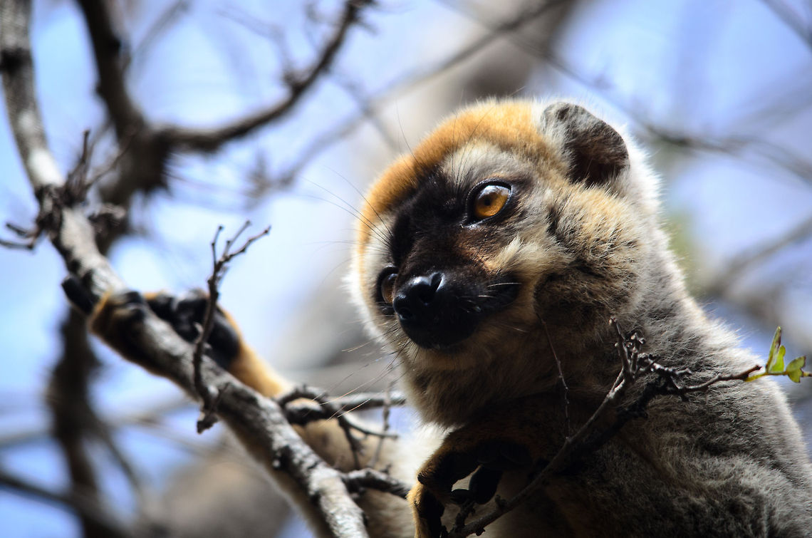 Red-fronted brown lemur closeup portrait in Kirindi, Madagascar  Kirindy Reserve,Madagascar,Red-fronted brown lemur