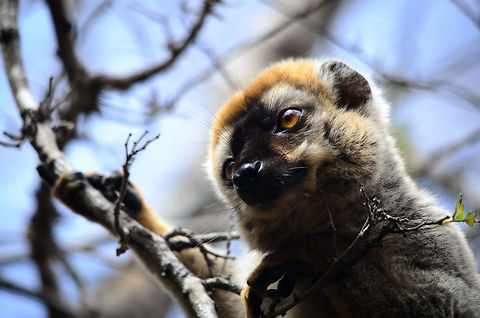 Red-fronted brown lemur closeup portrait in Kirindi, Madagascar  Kirindy Reserve,Madagascar,Red-fronted brown lemur