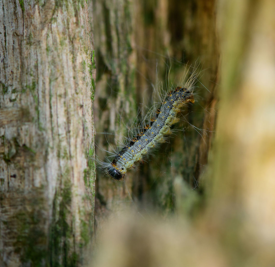Oak Processionary, Loonse en Drunense Duinen, Netherlands Despite a general ignorance and disinterest in the insect world by the masses, there are exceptions. Such as the &quot;eikenprocessierups&quot;, which became part of common vocabulary in recent years. <br />
<br />
It is an infamous plague insect that has rapidly spread across the country. When the larvae are threatened, their microscopic &quot;fire hairs&quot; are released and carried by wind, a health hazard to people and pets.<br />
<br />
In summer, it is now common for specialized services to check all oak trees and remove any nest they can find. A more natural way to fight them is by predation, lots of local birds eat them, but you need more birds than currently available. Europe,Loonse en Drunense Duinen,Netherlands,Oak Processionary,Thaumetopoea processionea,World