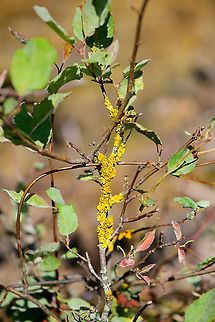 Common orange lichen, Loonse en Drunense Duinen, Netherlands  Common orange lichen,Europe,Geotagged,Loonse en Drunense Duinen,Netherlands,Summer,World,Xanthoria parietina