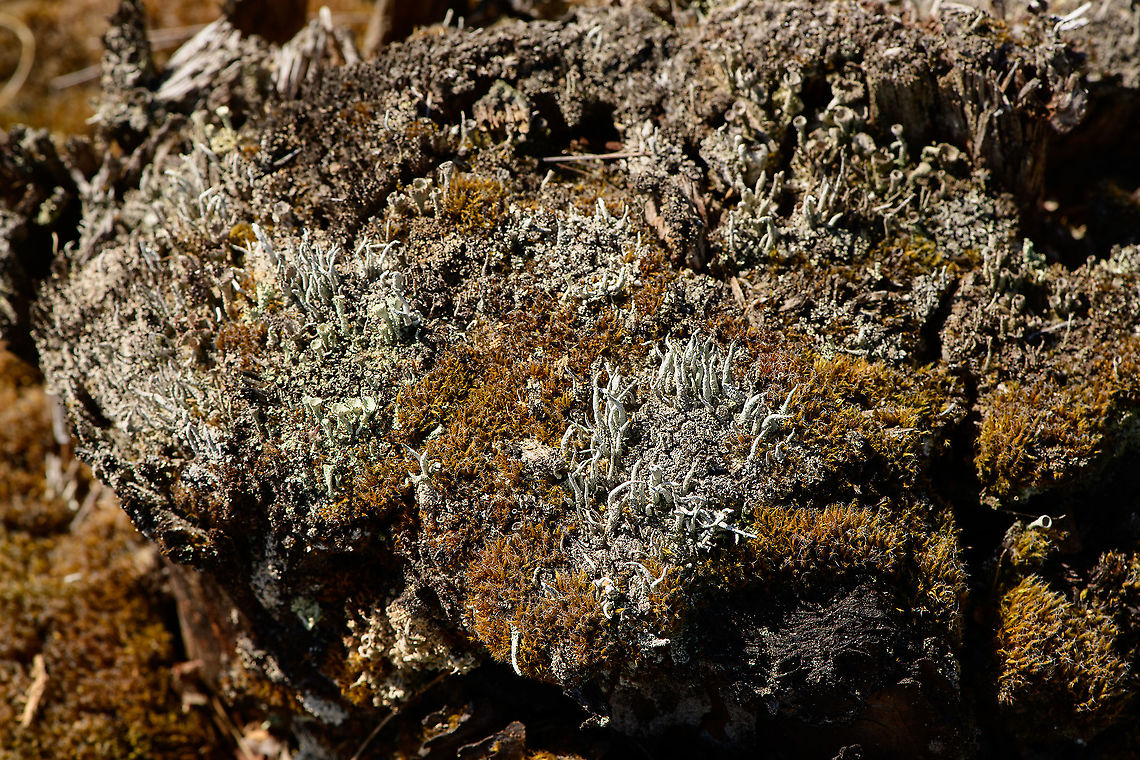 Lichen and moss, Loonse en Drunense Duinen, Netherlands Multiple species of lichen and star moss (the brown stuff) in an extremely dried out state. <br />
<br />
Every few years, the make an inventory of lichen species in this area, because they are signal species. Too few means the area is likely to become overgrown with mosses, too many and desertification is increasing. Europe,Geotagged,Loonse en Drunense Duinen,Netherlands,Summer,World