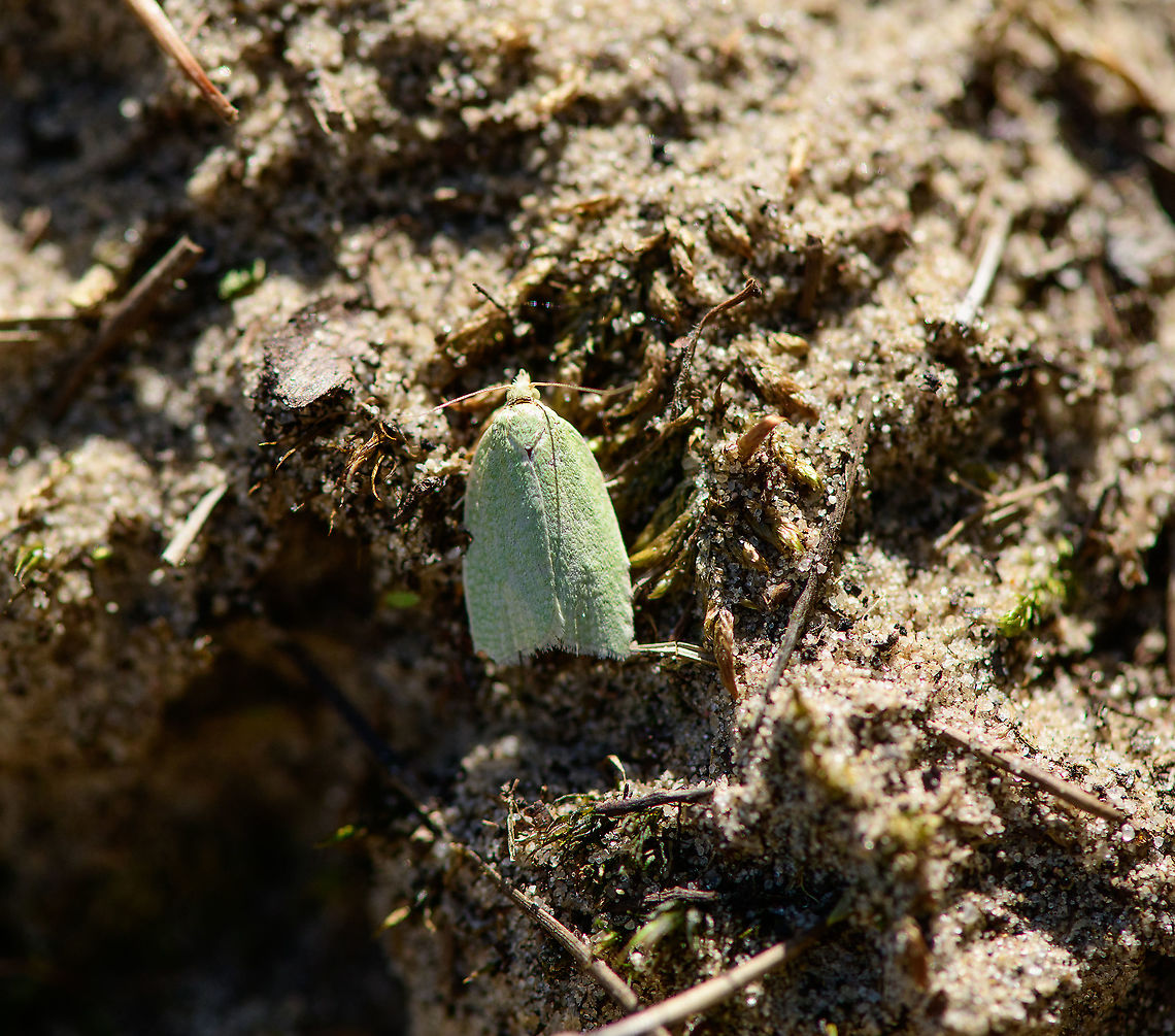 Green oak tortrix, Loonse en Drunense Duinen, Netherlands A common species, but odd to find in the open by day. Europe,Green oak tortrix,Loonse en Drunense Duinen,Netherlands,Tortrix viridana,World