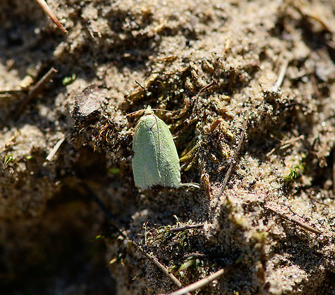 Green oak tortrix, Loonse en Drunense Duinen, Netherlands A common species, but odd to find in the open by day. Europe,Green oak tortrix,Loonse en Drunense Duinen,Netherlands,Tortrix viridana,World