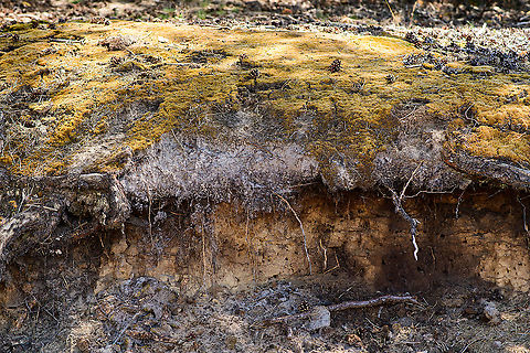 Exposed dune, Loonse en Drunense Duinen, Netherlands Scenery from this National Park, which is a drift sand habitat. This is one of the dunes with on top dried our moss, and for some reason the side is exposed. Note all the tiny holes, ideal nesting for many species of insect. Europe,Geotagged,Loonse en Drunense Duinen,Netherlands,Summer,World