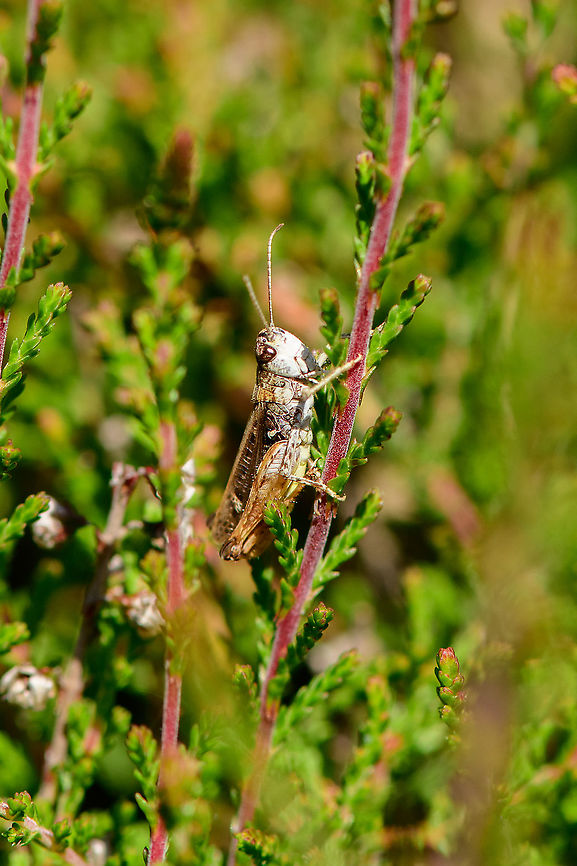 Mottled Grasshopper - perched, Loonse en Drunense Duinen, Netherlands Tentative ID, will try to get it verified.<br />
<br />
This species is incredibly variable in color and pattern. A few keys used to identify it:<br />
- habitat (sandy areas)<br />
- slightly thick antennae ending (dutch name &quot;knopsprietje&quot; refers to this)<br />
- wings do not extend beyond hind legs<br />
<figure class="photo"><a href="https://www.jungledragon.com/image/102416/mottled_grasshopper_loonse_en_drunense_duinen_netherlands.html" title="Mottled Grasshopper, Loonse en Drunense Duinen, Netherlands"><img src="https://s3.amazonaws.com/media.jungledragon.com/images/2/102416_thumb.jpg?AWSAccessKeyId=05GMT0V3GWVNE7GGM1R2&Expires=1759968010&Signature=KrDEHhft4H2t2vTnqkDqo5QMEGI%3D" width="200" height="134" alt="Mottled Grasshopper, Loonse en Drunense Duinen, Netherlands Tentative ID, will try to get it verified.<br />
<br />
This species is incredibly variable in color and pattern. A few keys used to identify it:<br />
- habitat (sandy areas)<br />
- slightly thick antennae ending (dutch name &quot;knopsprietje&quot; refers to this)<br />
- wings do not extend beyond hind legs<br />
https://www.jungledragon.com/image/102415/mottled_grasshopper_-_perched_loonse_en_drunense_duinen_netherlands.html Europe,Geotagged,Loonse en Drunense Duinen,Myrmeleotettix maculatus,Netherlands,Summer,World" /></a></figure> Europe,Geotagged,Loonse en Drunense Duinen,Mottled Grasshopper,Myrmeleotettix maculatus,Netherlands,Summer,World