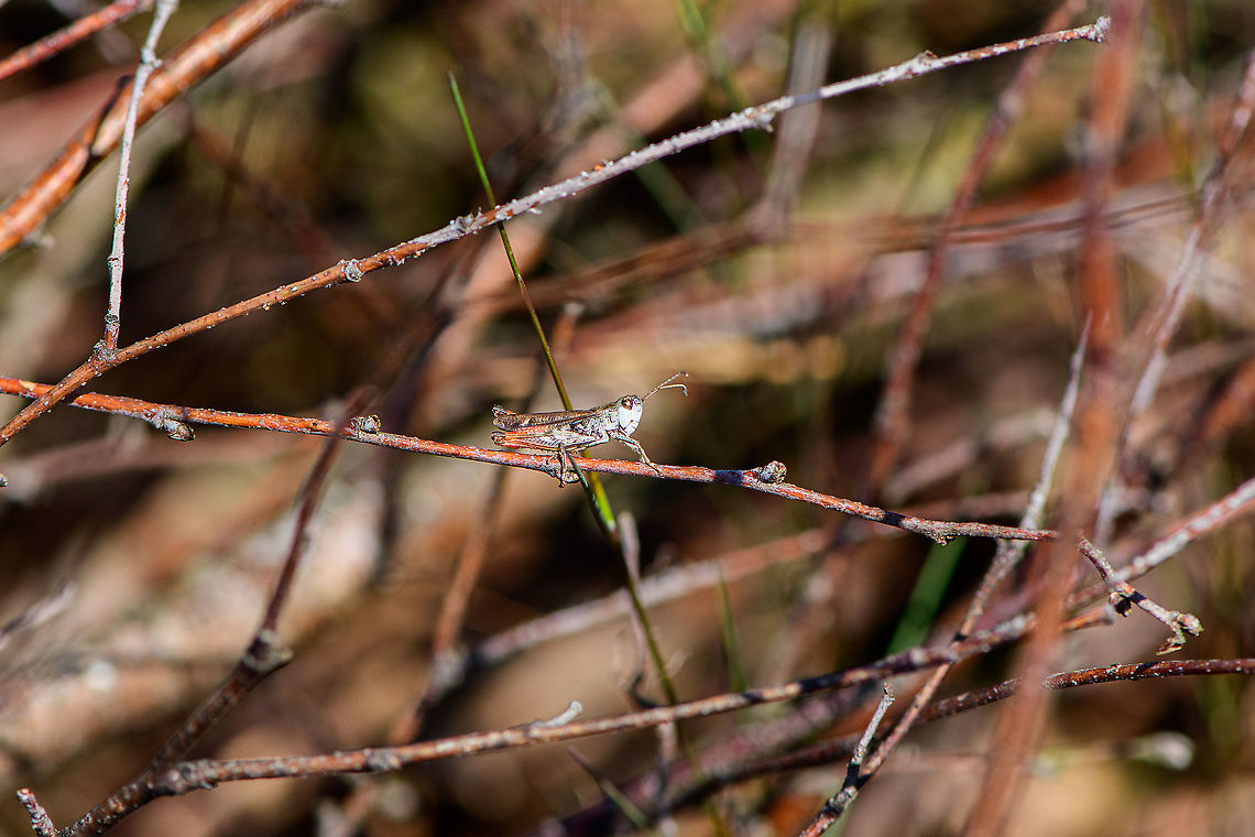 Mottled Grasshopper, Loonse en Drunense Duinen, Netherlands Tentative ID, will try to get it verified.<br />
<br />
This species is incredibly variable in color and pattern. A few keys used to identify it:<br />
- habitat (sandy areas)<br />
- slightly thick antennae ending (dutch name "knopsprietje" refers to this)<br />
- wings do not extend beyond hind legs<br />
<figure class="photo"><a href="https://www.jungledragon.com/image/102415/mottled_grasshopper_-_perched_loonse_en_drunense_duinen_netherlands.html" title="Mottled Grasshopper - perched, Loonse en Drunense Duinen, Netherlands"><img src="https://s3.amazonaws.com/media.jungledragon.com/images/2/102415_thumb.jpg?AWSAccessKeyId=05GMT0V3GWVNE7GGM1R2&Expires=1769040010&Signature=Zz8HzJmh0KZ8LR6Pczb2wrvGEc4%3D" width="102" height="152" alt="Mottled Grasshopper - perched, Loonse en Drunense Duinen, Netherlands Tentative ID, will try to get it verified.<br />
<br />
This species is incredibly variable in color and pattern. A few keys used to identify it:<br />
- habitat (sandy areas)<br />
- slightly thick antennae ending (dutch name "knopsprietje" refers to this)<br />
- wings do not extend beyond hind legs<br />
https://www.jungledragon.com/image/102416/mottled_grasshopper_loonse_en_drunense_duinen_netherlands.html Europe,Geotagged,Loonse en Drunense Duinen,Mottled Grasshopper,Myrmeleotettix maculatus,Netherlands,Summer,World" /></a></figure> Europe,Geotagged,Loonse en Drunense Duinen,Myrmeleotettix maculatus,Netherlands,Summer,World