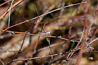 Mottled Grasshopper, Loonse en Drunense Duinen, Netherlands Tentative ID, will try to get it verified.<br />
<br />
This species is incredibly variable in color and pattern. A few keys used to identify it:<br />
- habitat (sandy areas)<br />
- slightly thick antennae ending (dutch name "knopsprietje" refers to this)<br />
- wings do not extend beyond hind legs<br />
https://www.jungledragon.com/image/102415/mottled_grasshopper_-_perched_loonse_en_drunense_duinen_netherlands.html Europe,Geotagged,Loonse en Drunense Duinen,Myrmeleotettix maculatus,Netherlands,Summer,World