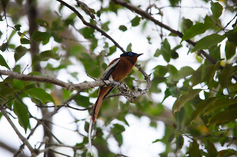 Malagasy Flycatcher (male) in Kirindi, Madagascar  Kirindy Reserve,Madagascar,Malagasy Paradise Flycatcher,Terpsiphone mutata