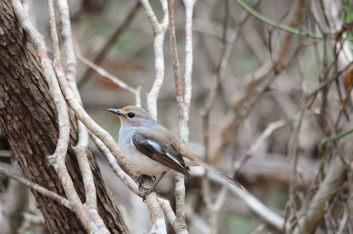 Female Magpie-Robin in Kirindi forest of Madagascar  Copsychus albospecularis,Kirindy Reserve,Madagascar,Madagascar Magpie-Robin