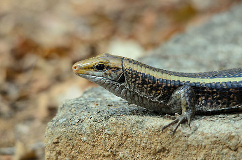 Madagascar girdled lizard at Kirindi This zonosaurus was sunbathing the entire day on a rock right in front of our accommodation in Kirindi. Occasionally it would quickly run into its nearby hole whenever a mongoose came by. Kirindy Reserve,Madagascar,Madagascar girdled lizard,Zonosaurus madagascariensis