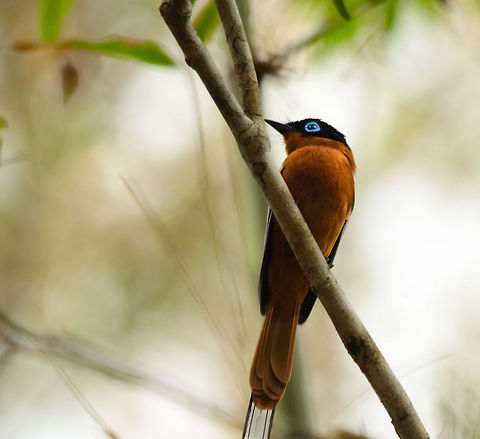 Malagasy Paradise Flycatcher (male) This bird had been taunting us the entire Madagascar trip. It's one of the most beautiful birds of Madagascar, yet quite shy and quick to hide behind thick vegetation. This time this male (recognizable by the long white tail partially visible here) wasn't ready for my 500mm in the Kirindi forest. Kirindy Reserve,Madagascar,Malagasy Paradise Flycatcher,Terpsiphone mutata