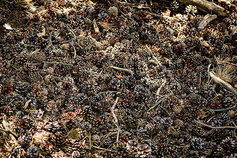 Field of Pinecones, Loonse en Drunense Duinen, Netherlands  Europe,Loonse en Drunense Duinen,Netherlands,World