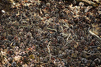 Field of Pinecones, Loonse en Drunense Duinen, Netherlands  Europe,Loonse en Drunense Duinen,Netherlands,World
