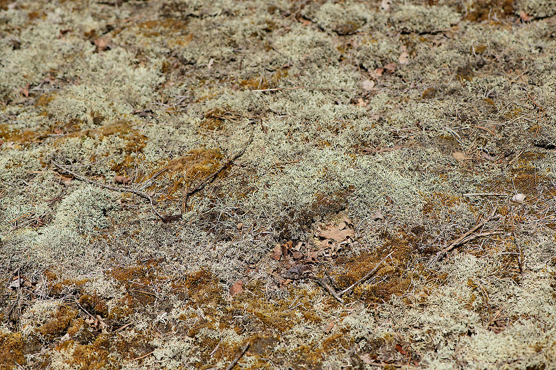 Reindeer lichen (Cladonia portentosa), Loonse en Drunense Duinen, Netherlands A full field of reindeer lichen. To be specific, Cladonia portentosa, because multiple species carry this common name. The dutch name of this particular species translates as "Open reindeer moss". The "Open" word refers to its branching, yet the moss part is of course misleading, this not being a moss. <br />
<br />
I stumbled upon this field and accidentally stepped on the edge of it. They were so dried out that they crumbled into dust, although this species does always have this pale look. <br />
<br />
To be clear, always avoid messing with lichen when you can, they grow incredibly slow, max 0.5cm per year. <br />
<br />
Although I did my research, species ID is likely but still tentative. The main alternative is Cladonia rangiferina. Cladonia portentosa has more symmetrical branching, which I'll show in another photo later in the set. Furthermore, Cladonia portentosa is associated with poor habitats as seen here, and it statistically dominant in occurrence. Cladonia portentosa,Europe,Loonse en Drunense Duinen,Netherlands,World