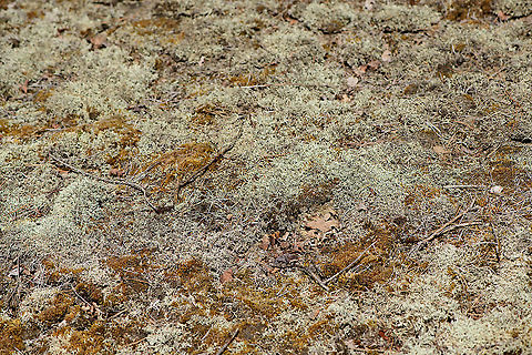 Reindeer lichen (Cladonia portentosa), Loonse en Drunense Duinen, Netherlands A full field of reindeer lichen. To be specific, Cladonia portentosa, because multiple species carry this common name. The dutch name of this particular species translates as "Open reindeer moss". The "Open" word refers to its branching, yet the moss part is of course misleading, this not being a moss. 

I stumbled upon this field and accidentally stepped on the edge of it. They were so dried out that they crumbled into dust, although this species does always have this pale look. 

To be clear, always avoid messing with lichen when you can, they grow incredibly slow, max 0.5cm per year. 

Although I did my research, species ID is likely but still tentative. The main alternative is Cladonia rangiferina. Cladonia portentosa has more symmetrical branching, which I'll show in another photo later in the set. Furthermore, Cladonia portentosa is associated with poor habitats as seen here, and it statistically dominant in occurrence. Cladonia portentosa,Europe,Loonse en Drunense Duinen,Netherlands,World