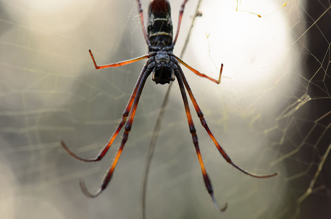 Madagascar Golden Orb-Weaver frontal  Geotagged,Kirindy Reserve,Madagascar,Madagascar Golden Orb-Weaver,Nephila inaurata,Red-legged golden orb-web spider