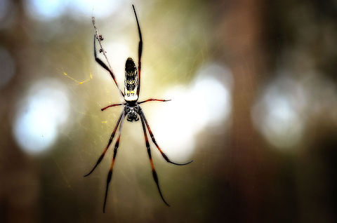 Madagascar Golden Orb-weaver in Kirindi forest  Geotagged,Kirindy Reserve,Madagascar,Madagascar Golden Orb-Weaver,Nephila inaurata,Red-legged golden orb-web spider