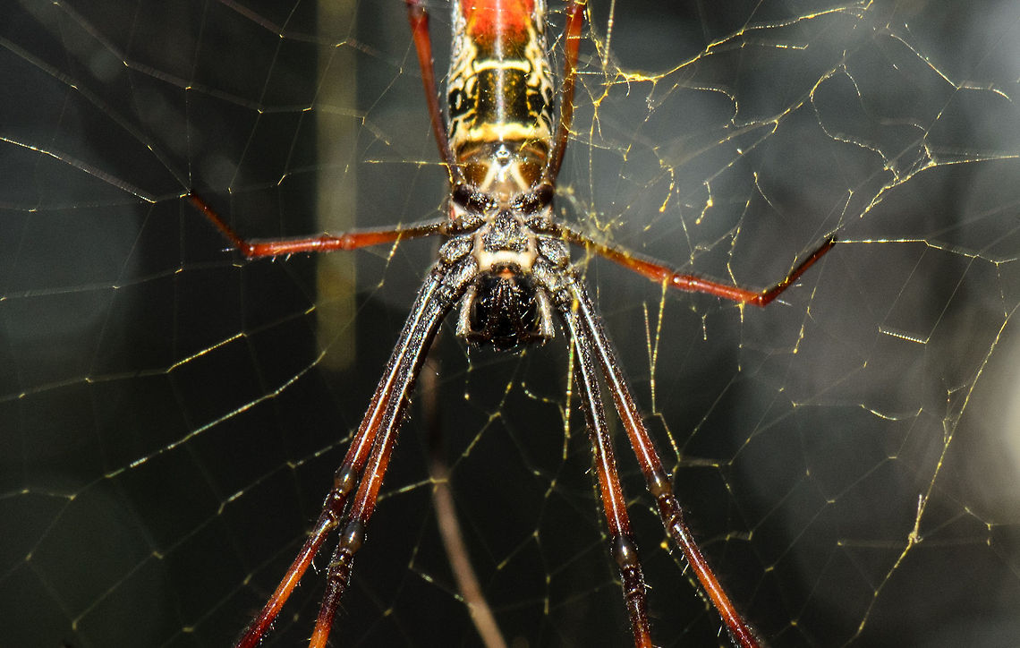 Good evening! This was one of the scariest moments I've had in Madagascar. After the day hike in the Kirindi forest we returned to our accommodation. Bored I decided to go for another walk, completely alone this time, without a guide. <br />
<br />
As I was walking, I mostly watched the forest floor, because it has thousands of holes that may contain snakes. For some reason then I stopped and just looked ahead, and my heart sunk when my face was almost touching this huge spider. It's about the size of a fist and had spanned a giant web across the forest path, exactly at the height of my face.<br />
<br />
It still gives me the shivers to think that I was less than an inch away from unsuspectingly having this huge spider in the middle of my face. I also got a bit uneasy at the next night walk, as you continuously walk into spider webs because you simply cannot see them.   Geotagged,Kirindy Reserve,Madagascar,Madagascar Golden Orb-Weaver,Nephila inaurata,Red-legged golden orb-web spider