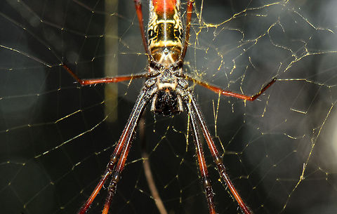 Good evening! This was one of the scariest moments I've had in Madagascar. After the day hike in the Kirindi forest we returned to our accommodation. Bored I decided to go for another walk, completely alone this time, without a guide. 

As I was walking, I mostly watched the forest floor, because it has thousands of holes that may contain snakes. For some reason then I stopped and just looked ahead, and my heart sunk when my face was almost touching this huge spider. It's about the size of a fist and had spanned a giant web across the forest path, exactly at the height of my face.

It still gives me the shivers to think that I was less than an inch away from unsuspectingly having this huge spider in the middle of my face. I also got a bit uneasy at the next night walk, as you continuously walk into spider webs because you simply cannot see them.   Geotagged,Kirindy Reserve,Madagascar,Madagascar Golden Orb-Weaver,Nephila inaurata,Red-legged golden orb-web spider