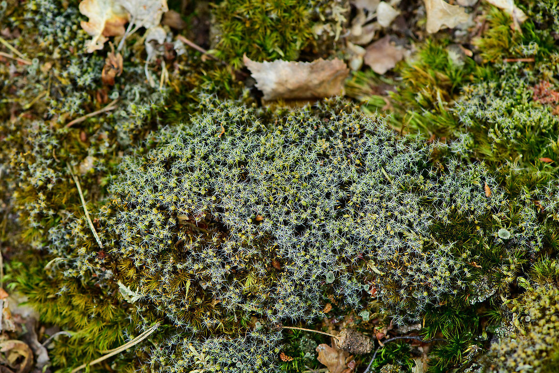 Tortula ruralis, Loonse en Drunense Duinen, Netherlands This is probably dried out Tortula ruralis, which in dutch we call &quot;Little dune moss&quot;. The photo is not entirely sharp but all the whitish glow you see are &quot;glass hairs&quot;. It&#039;s one of several strategies some moss species use to avoid drying out too much. Supposedly the white hairs reflect sun light and also act as a point of water condensation. Europe,Geotagged,Loonse en Drunense Duinen,Netherlands,Summer,Tortula ruralis,Twisted moss,World