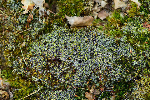 Tortula ruralis, Loonse en Drunense Duinen, Netherlands This is probably dried out Tortula ruralis, which in dutch we call "Little dune moss". The photo is not entirely sharp but all the whitish glow you see are "glass hairs". It's one of several strategies some moss species use to avoid drying out too much. Supposedly the white hairs reflect sun light and also act as a point of water condensation. Europe,Geotagged,Loonse en Drunense Duinen,Netherlands,Summer,Tortula ruralis,Twisted moss,World