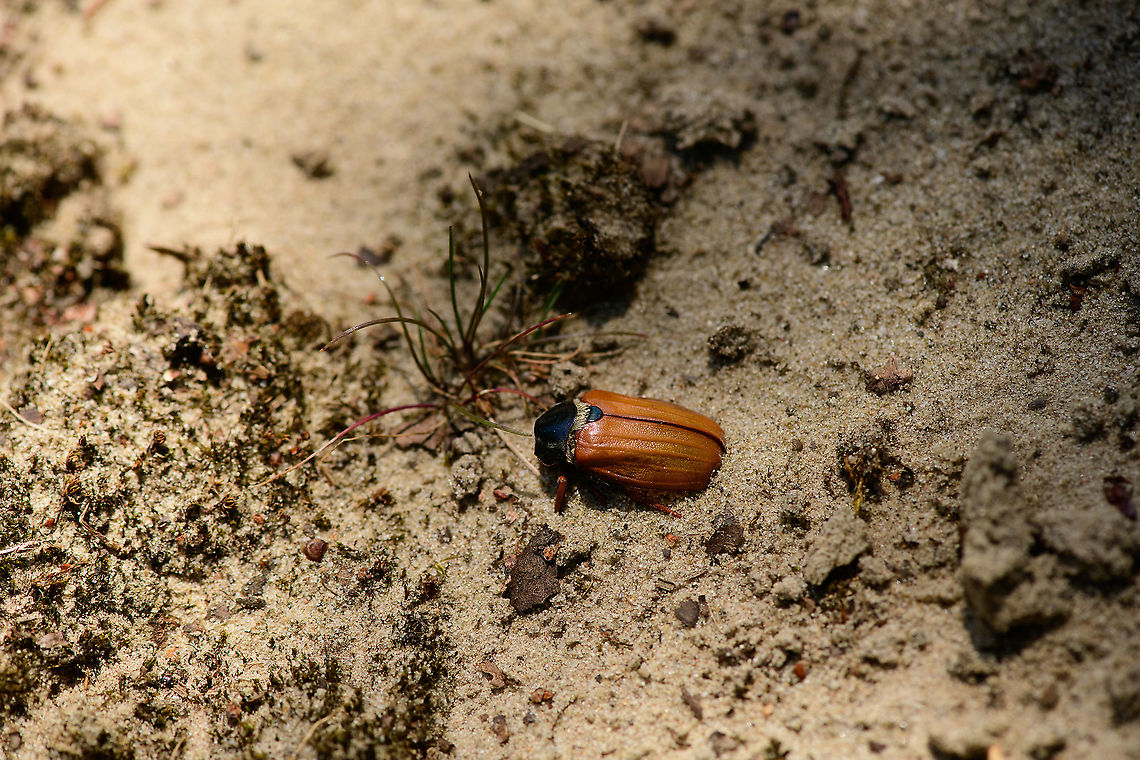 Common cockchafer, Loonse en Drunense Duinen, Netherlands May beetle in dutch. I was surprised at the calmness of this beetle during my approach. After gently poking it with a tiny stick, its head fell off and it all started to make sense. Common cockchafer,Europe,Loonse en Drunense Duinen,Melolontha melolontha,Netherlands,World