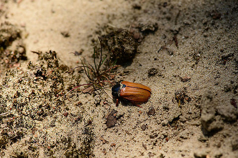 Common cockchafer, Loonse en Drunense Duinen, Netherlands May beetle in dutch. I was surprised at the calmness of this beetle during my approach. After gently poking it with a tiny stick, its head fell off and it all started to make sense. Common cockchafer,Europe,Loonse en Drunense Duinen,Melolontha melolontha,Netherlands,World