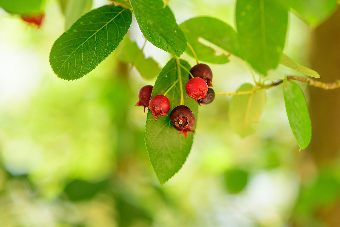 Amelanchier lamarckii, Loonse en Drunense Duinen, Netherlands In dutch the common name freely translates as "American currant tree". The origin of the species is in North America yet it has been planted here since the 19th century, and allowed to bewilder again. It now occurs mostly in sandy areas with poor soil.  Amelanchier lamarckii,Europe,Loonse en Drunense Duinen,Netherlands,World