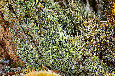Cladonia colony on tree, Loonse en Drunense Duinen, Netherlands Could be a mix of multiple species. Europe,Geotagged,Loonse en Drunense Duinen,Netherlands,Summer,World