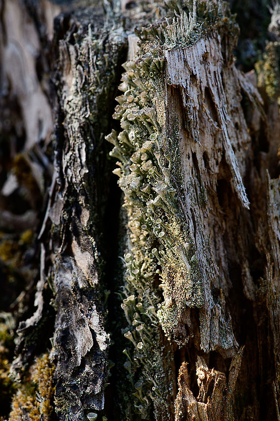 Cup lichen on tree, Loonse en Drunense Duinen, Netherlands One of the Cladonia trumpet species, but very hard to identify accurately. Europe,Geotagged,Loonse en Drunense Duinen,Netherlands,Summer,World