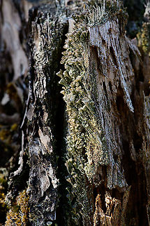 Cup lichen on tree, Loonse en Drunense Duinen, Netherlands One of the Cladonia trumpet species, but very hard to identify accurately. Europe,Geotagged,Loonse en Drunense Duinen,Netherlands,Summer,World
