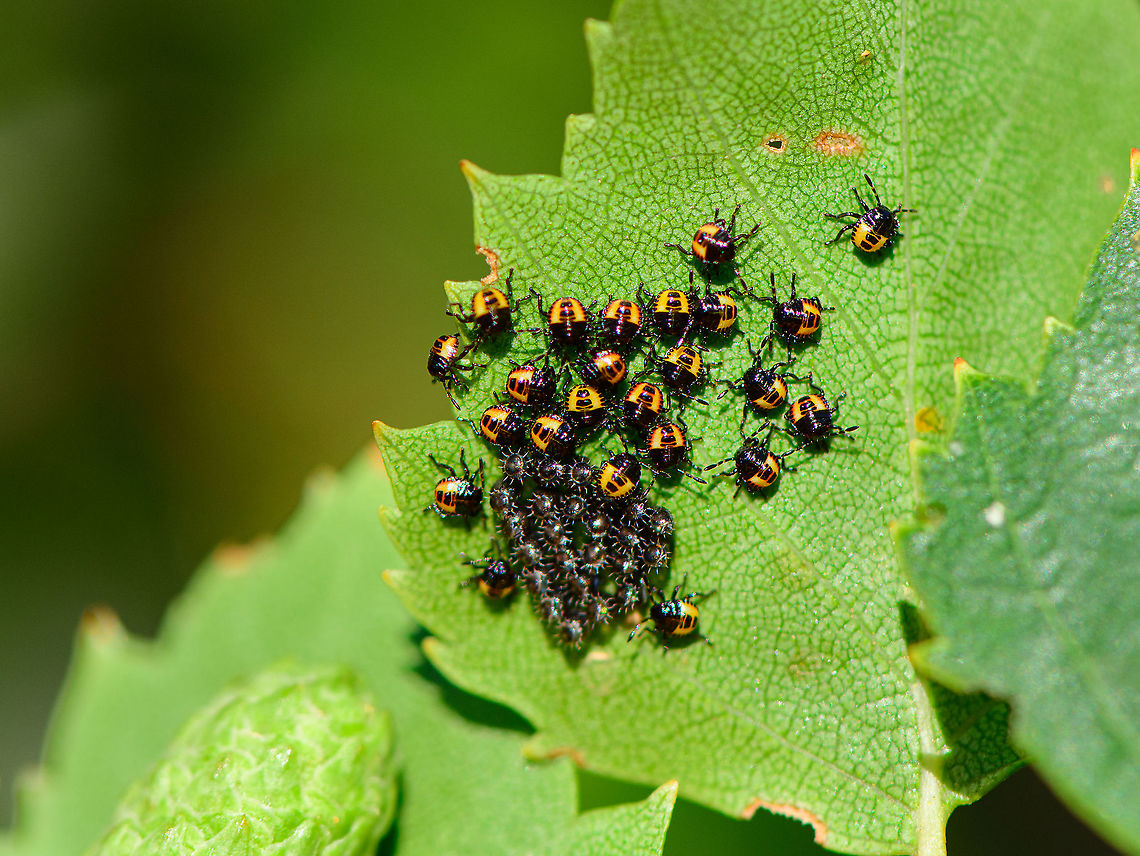 Bronze Shield Bug eggs and first instars, Loonse en Drunense Duinen, Netherlands Reference used:<br />
<a href="https://i.pinimg.com/originals/ac/9c/02/ac9c02cc050637afeefec9bbdd802499.jpg" rel="nofollow">https://i.pinimg.com/originals/ac/9c/02/ac9c02cc050637afeefec9bbdd802499.jpg</a><br />
<br />
<figure class="photo"><a href="https://www.jungledragon.com/image/102780/bronze_shield_bug_eggs_and_first_instars_-_closeup_loonse_en_drunense_duinen_netherlands.html" title="Bronze Shield Bug eggs and first instars - closeup, Loonse en Drunense Duinen, Netherlands"><img src="https://s3.amazonaws.com/media.jungledragon.com/images/2/102780_thumb.jpg?AWSAccessKeyId=05GMT0V3GWVNE7GGM1R2&Expires=1759968010&Signature=HBtRcpzMnAgEqnUlY2ZDeAi4J1o%3D" width="200" height="194" alt="Bronze Shield Bug eggs and first instars - closeup, Loonse en Drunense Duinen, Netherlands Reference used:<br />
https://i.pinimg.com/originals/ac/9c/02/ac9c02cc050637afeefec9bbdd802499.jpg<br />
<br />
https://www.jungledragon.com/image/102778/bronze_shield_bug_eggs_and_first_instars_loonse_en_drunense_duinen_netherlands.html Bronze Shield Bug,Europe,Geotagged,Loonse en Drunense Duinen,Netherlands,Summer,Troilus luridus,World" /></a></figure> Europe,Geotagged,Loonse en Drunense Duinen,Netherlands,Summer,Troilus luridus,World