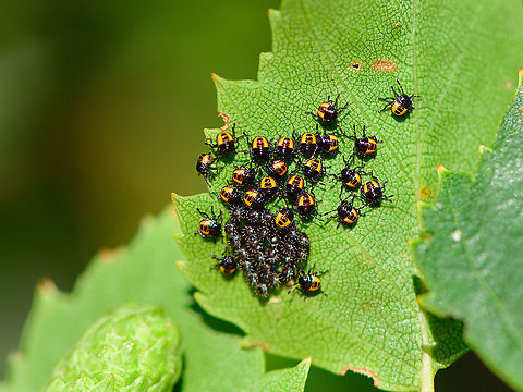 Bronze Shield Bug eggs and first instars, Loonse en Drunense Duinen, Netherlands Reference used:
https://i.pinimg.com/originals/ac/9c/02/ac9c02cc050637afeefec9bbdd802499.jpg

https://www.jungledragon.com/image/102780/bronze_shield_bug_eggs_and_first_instars_-_closeup_loonse_en_drunense_duinen_netherlands.html Europe,Geotagged,Loonse en Drunense Duinen,Netherlands,Summer,Troilus luridus,World