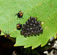 Bronze Shield Bug eggs and first instars - closeup, Loonse en Drunense Duinen, Netherlands Reference used:<br />
https://i.pinimg.com/originals/ac/9c/02/ac9c02cc050637afeefec9bbdd802499.jpg<br />
<br />
https://www.jungledragon.com/image/102778/bronze_shield_bug_eggs_and_first_instars_loonse_en_drunense_duinen_netherlands.html Bronze Shield Bug,Europe,Geotagged,Loonse en Drunense Duinen,Netherlands,Summer,Troilus luridus,World