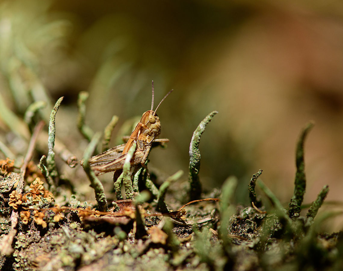 Grasshopper (nymph) on Cladonia, Loonse en Drunense Duinen, Netherlands  Europe,Geotagged,Loonse en Drunense Duinen,Netherlands,Summer,World