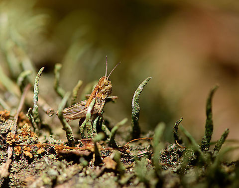 Grasshopper (nymph) on Cladonia, Loonse en Drunense Duinen, Netherlands  Europe,Geotagged,Loonse en Drunense Duinen,Netherlands,Summer,World