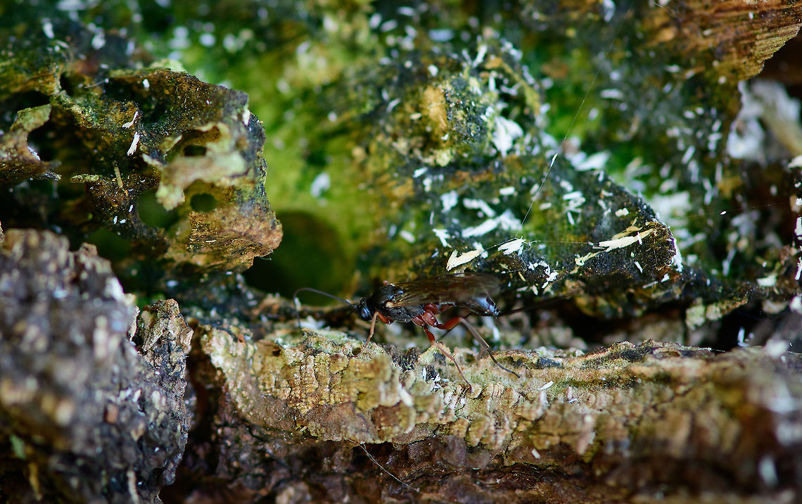Ichneumonidae, Loonse en Drunense Duinen, Netherlands Quite a poor shot, sorry, but last one of this set. Europe,Geotagged,Loonse en Drunense Duinen,Netherlands,Summer,World