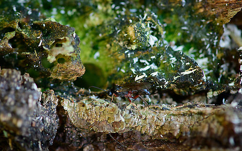 Ichneumonidae, Loonse en Drunense Duinen, Netherlands Quite a poor shot, sorry, but last one of this set. Europe,Geotagged,Loonse en Drunense Duinen,Netherlands,Summer,World