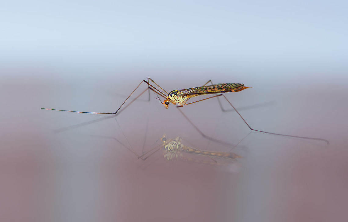 Nephrotoma flavipalpis, Heesch, Netherlands Hope I got the species right as it's a tricky genus. Reference used:<br />
<a href="https://www.nederlandsesoorten.nl/linnaeus_ng/app/views/species/nsr_taxon.php?id=146780&amp;cat=CTAB_MEDIA" rel="nofollow">https://www.nederlandsesoorten.nl/linnaeus_ng/app/views/species/nsr_taxon.php?id=146780&amp;cat=CTAB_MEDIA</a><br />
<figure class="photo"><a href="https://www.jungledragon.com/image/103144/nephrotoma_flavipalpis_-_lateral_heesch_netherlands.html" title="Nephrotoma flavipalpis - lateral, Heesch, Netherlands"><img src="https://s3.amazonaws.com/media.jungledragon.com/images/2/103144_thumb.jpg?AWSAccessKeyId=05GMT0V3GWVNE7GGM1R2&Expires=1769040010&Signature=DghomfYcZApdNyXgvVEfd2pBmUE%3D" width="200" height="134" alt="Nephrotoma flavipalpis - lateral, Heesch, Netherlands Sorry for the ugly background, its sitting on the outside of our garden glass door, the background are our red curtains :) Photo to support identification:<br />
https://www.jungledragon.com/image/103143/nephrotoma_flavipalpis_heesch_netherlands.html Europe,Heesch,Nephrotoma flavipalpis,Netherlands,World" /></a></figure> Europe,Heesch,Nephrotoma flavipalpis,Netherlands,World