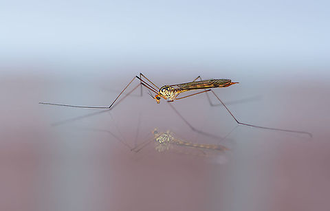 Nephrotoma flavipalpis, Heesch, Netherlands Hope I got the species right as it's a tricky genus. Reference used:
https://www.nederlandsesoorten.nl/linnaeus_ng/app/views/species/nsr_taxon.php?id=146780&cat=CTAB_MEDIA
https://www.jungledragon.com/image/103144/nephrotoma_flavipalpis_-_lateral_heesch_netherlands.html Europe,Heesch,Nephrotoma flavipalpis,Netherlands,World