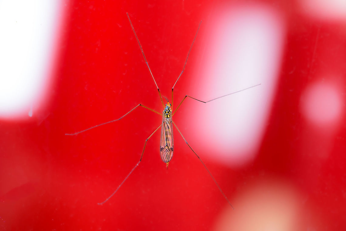 Nephrotoma flavipalpis - lateral, Heesch, Netherlands Sorry for the ugly background, its sitting on the outside of our garden glass door, the background are our red curtains :) Photo to support identification:<br />
<figure class="photo"><a href="https://www.jungledragon.com/image/103143/nephrotoma_flavipalpis_heesch_netherlands.html" title="Nephrotoma flavipalpis, Heesch, Netherlands"><img src="https://s3.amazonaws.com/media.jungledragon.com/images/2/103143_thumb.jpg?AWSAccessKeyId=05GMT0V3GWVNE7GGM1R2&Expires=1769040010&Signature=VJ4r%2BPxpdBGDPEy3FXnmiBM7azk%3D" width="200" height="128" alt="Nephrotoma flavipalpis, Heesch, Netherlands Hope I got the species right as it's a tricky genus. Reference used:<br />
https://www.nederlandsesoorten.nl/linnaeus_ng/app/views/species/nsr_taxon.php?id=146780&amp;cat=CTAB_MEDIA<br />
https://www.jungledragon.com/image/103144/nephrotoma_flavipalpis_-_lateral_heesch_netherlands.html Europe,Heesch,Nephrotoma flavipalpis,Netherlands,World" /></a></figure> Europe,Heesch,Nephrotoma flavipalpis,Netherlands,World